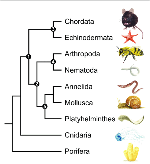 Animal phyla