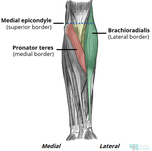 Triangular Interval - Borders - Contents - TeachMeAnatomy