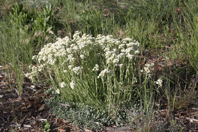 Antennaria parvifolia - photo