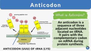 Anticodon definition and example