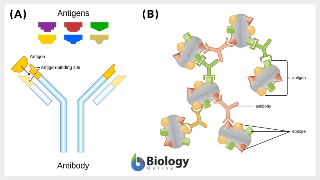 Antigen Detection