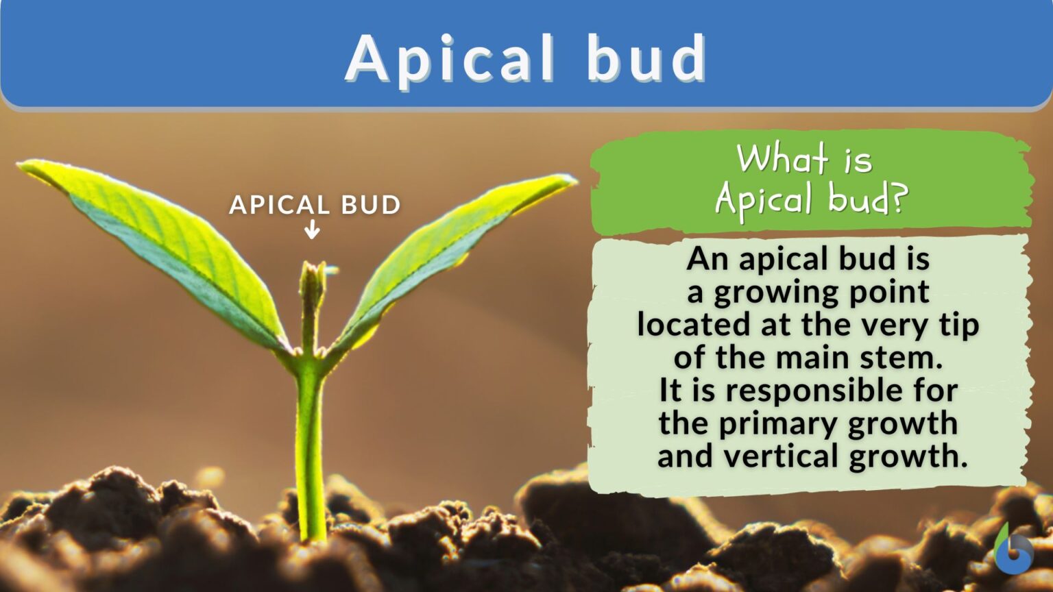 Apical bud Definition and Examples Biology Online Dictionary