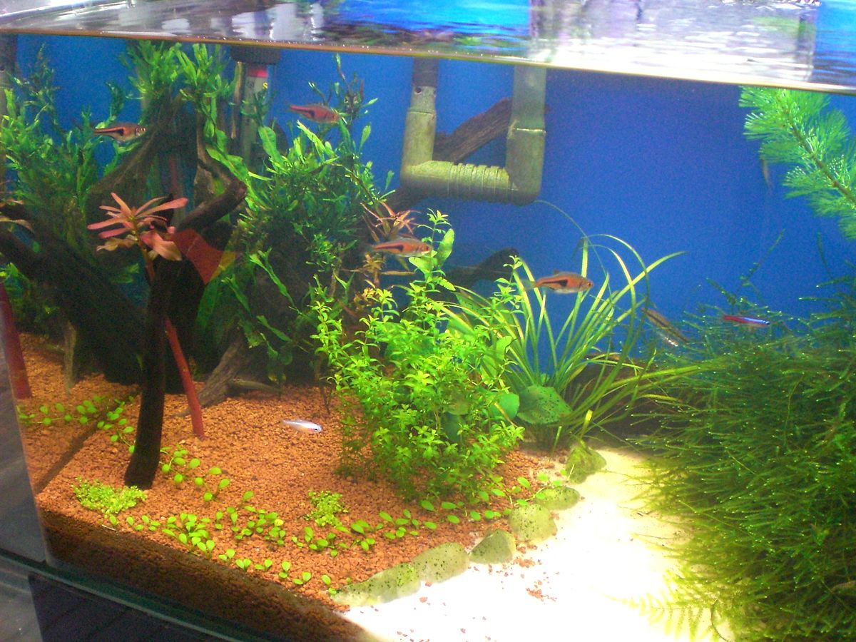 Aquarium with substrate
