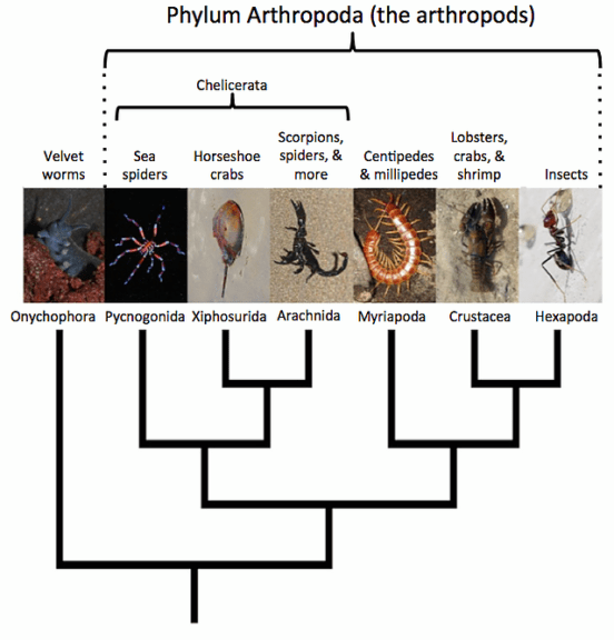 Arachnid taxonomy