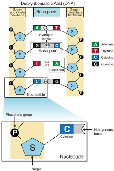 Arrangement of Nucleotides monomers in DNA