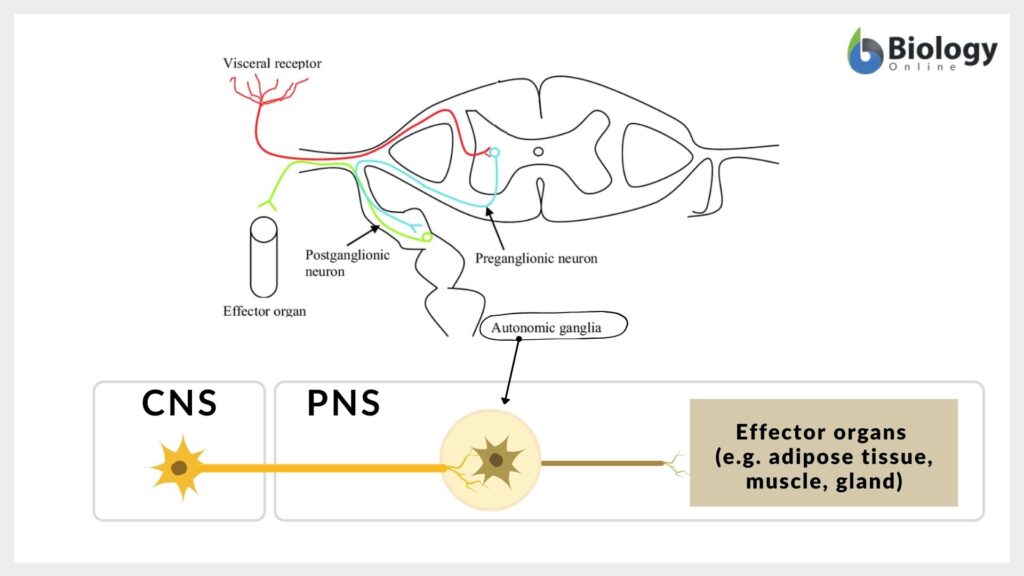 Autonomic ganglia