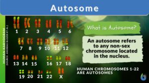 Autosome definition and example