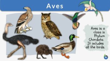 Aves - Definition and Examples - Biology Online Dictionary