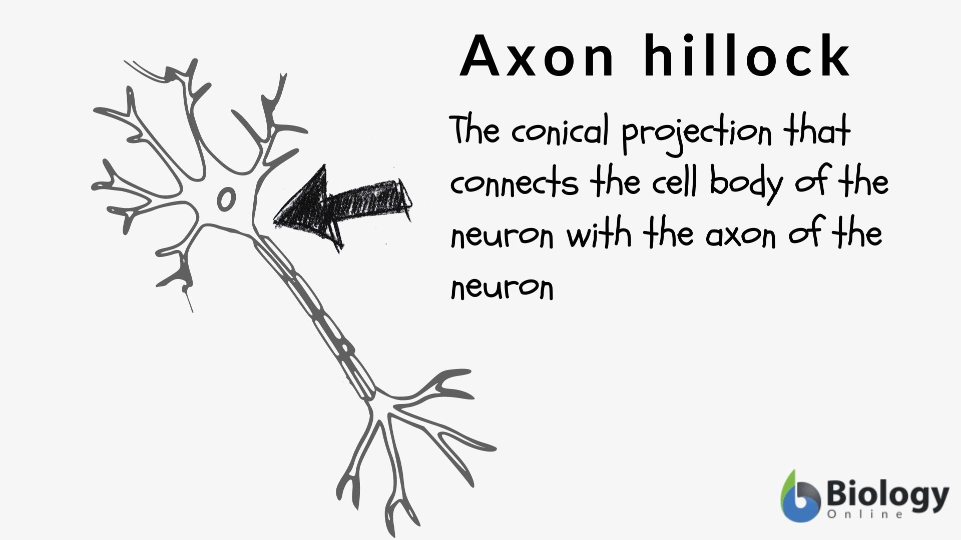 Axon hillock Definition and Examples - Biology Online Dictionary