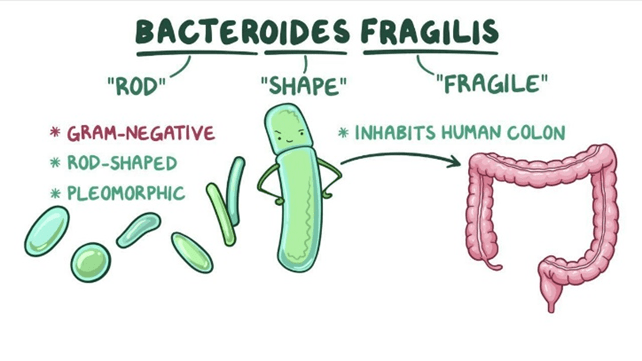 Bacteroides fragilis