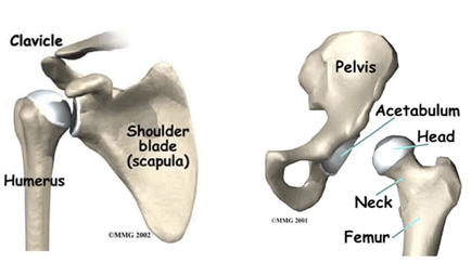 Ball and socket joint in the shoulder joint and hip joint