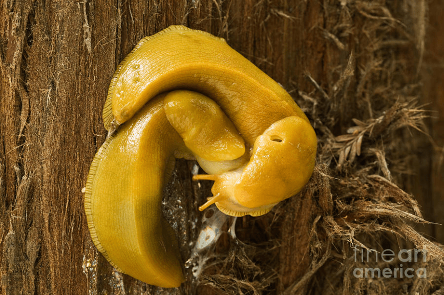 Hermaphrodite Definition and Examples - Biology Online Dictionary Hermaphrodite Definition and Examples - Biology Online Dictionary