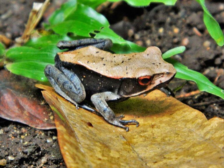 Bicolored frog (Clinotarsus curtipes)