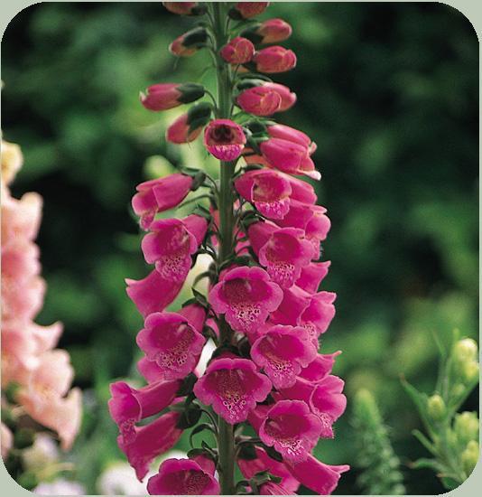 Biennial Foxglove