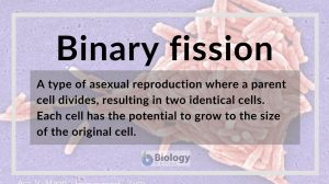 Binary fission definition