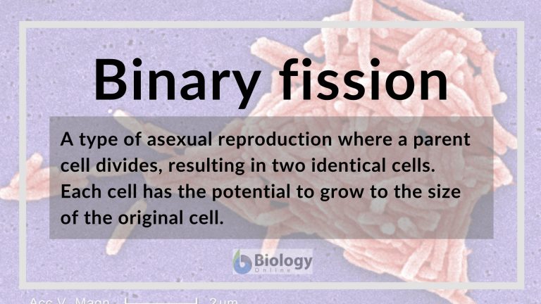 Binary fission definition and examples biology online dictionary