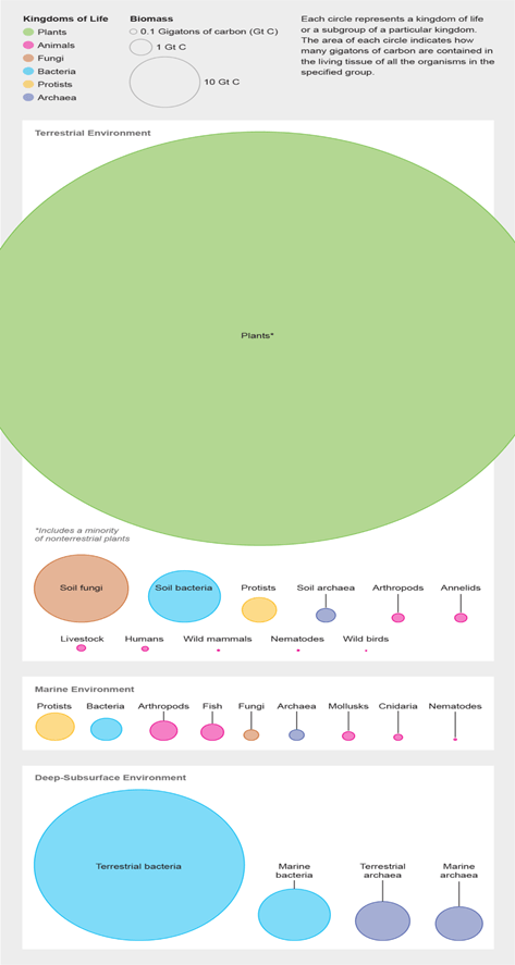 Biomass Distribution on Earth