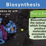 what is the meaning of synthesis in photosynthesis