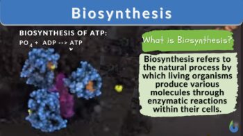 Biosynthesis definition and example