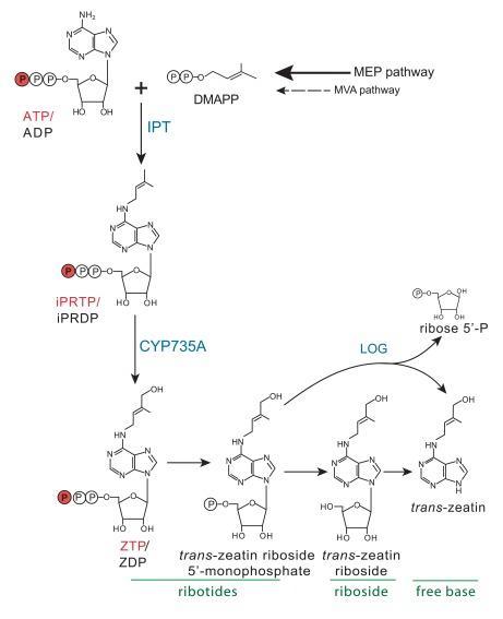 Biosynthetic pathway of cytokinins
