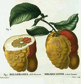 Bizzaria is the 1st known grafted chimera in plants