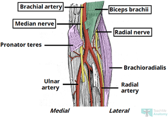 Blood Supply in the Antecubital Fossa