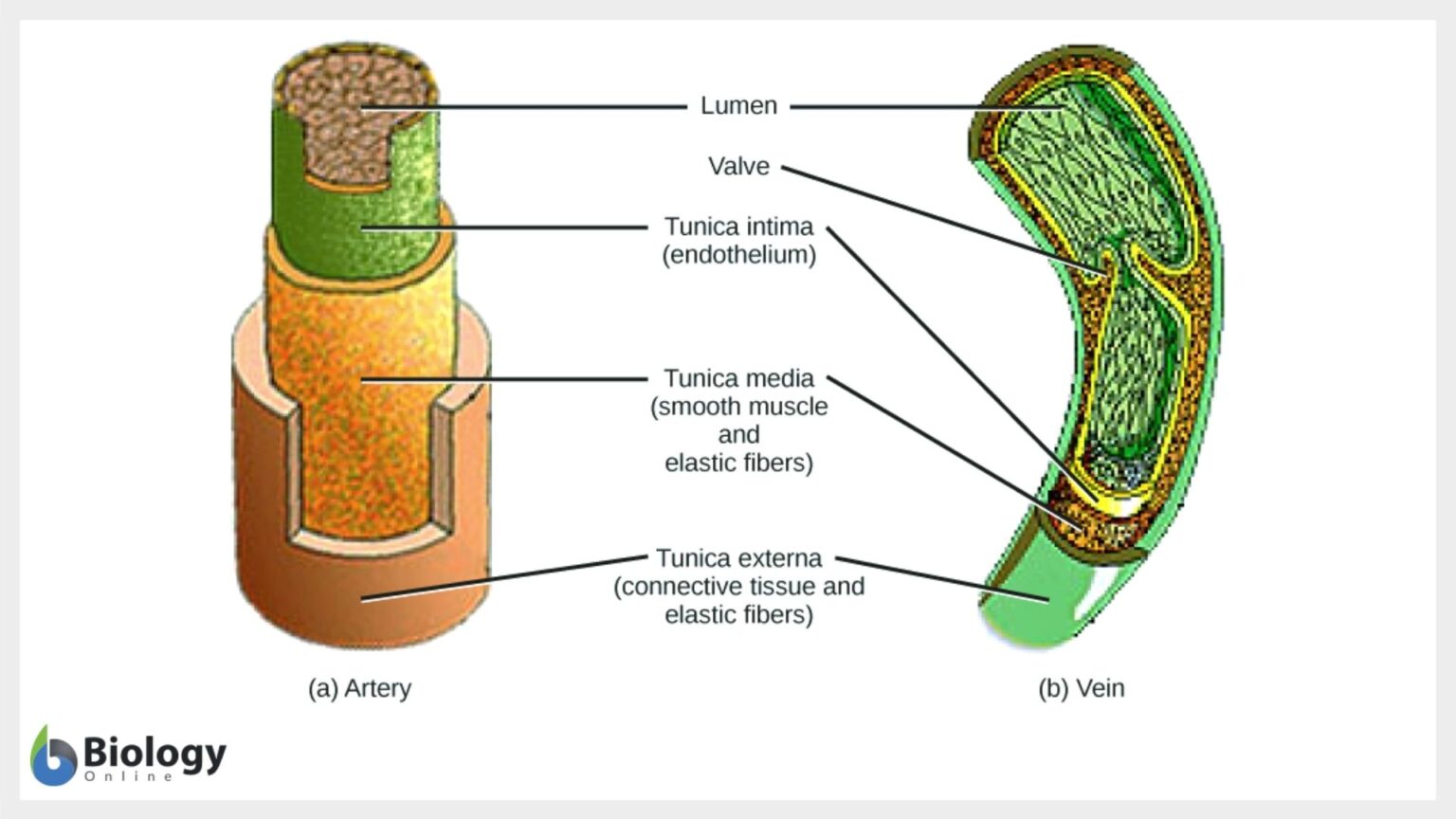 Simple squamous epithelium Definition and Examples Biology Online