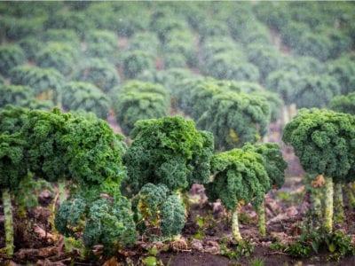 Bolting in Kale