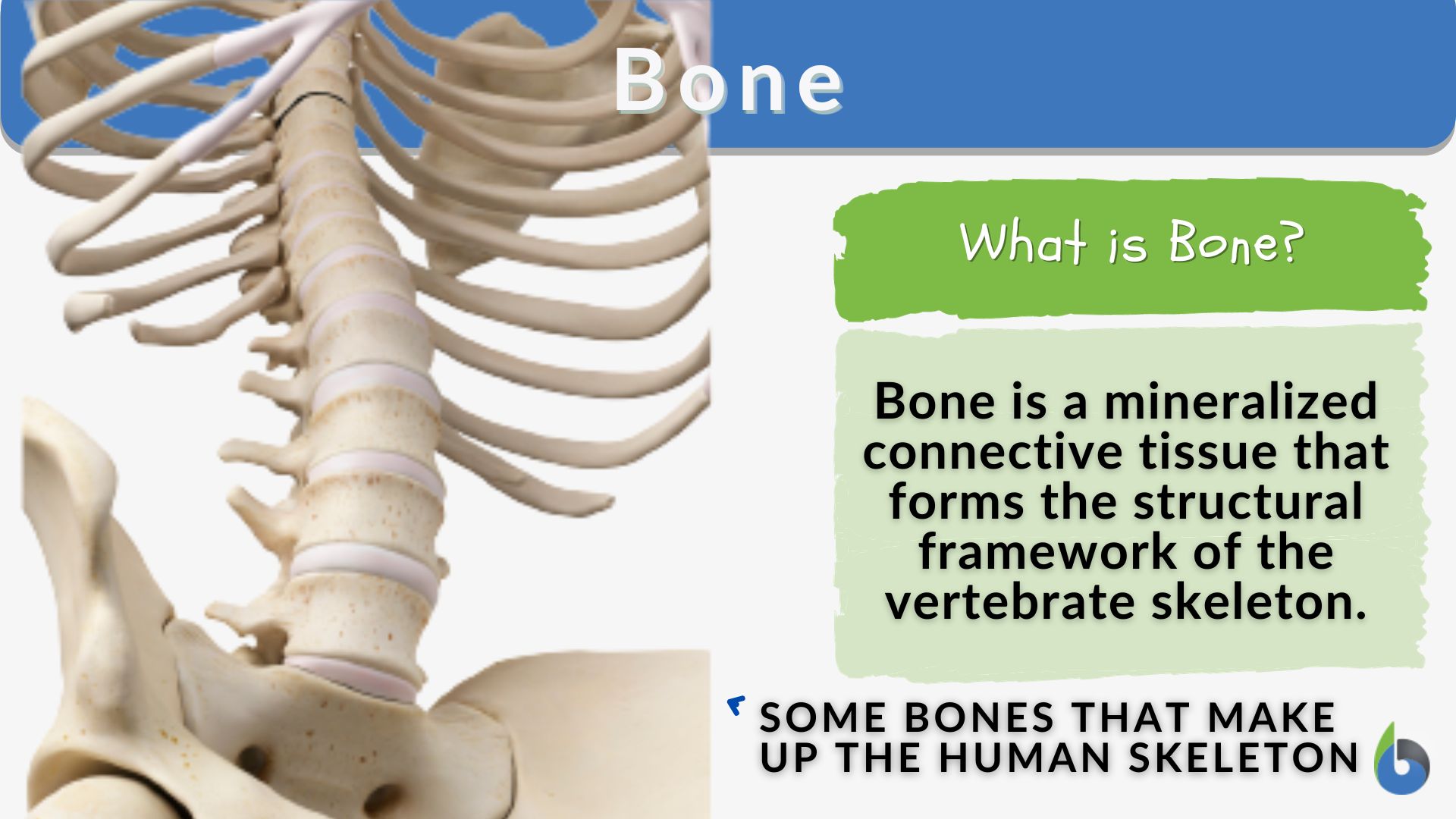 Bone Definition and Examples - Biology Online Dictionary