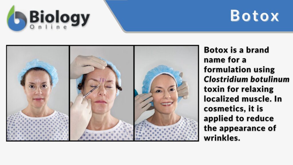 Grampositive endosporeforming rods Definition and Examples Biology