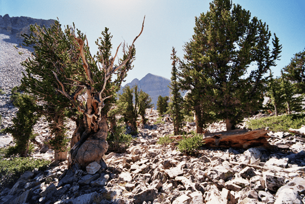 Bristlecone pines