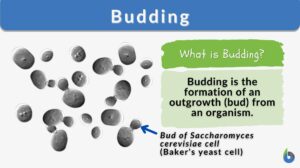 Budding definition and example