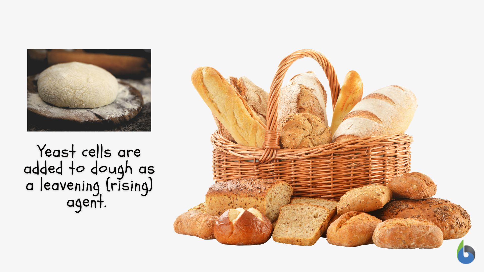 Budding Definition and Examples Biology Online Dictionary