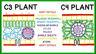C3 plant vs C4 plant