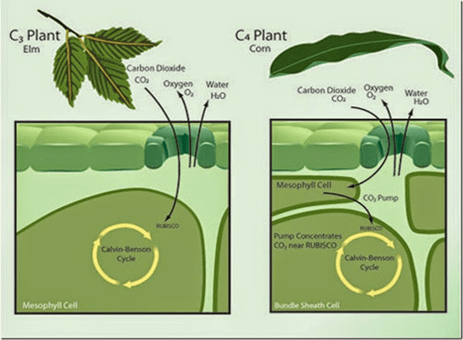 C3 vs C4 plants