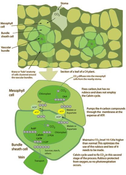 C4 plant cycle