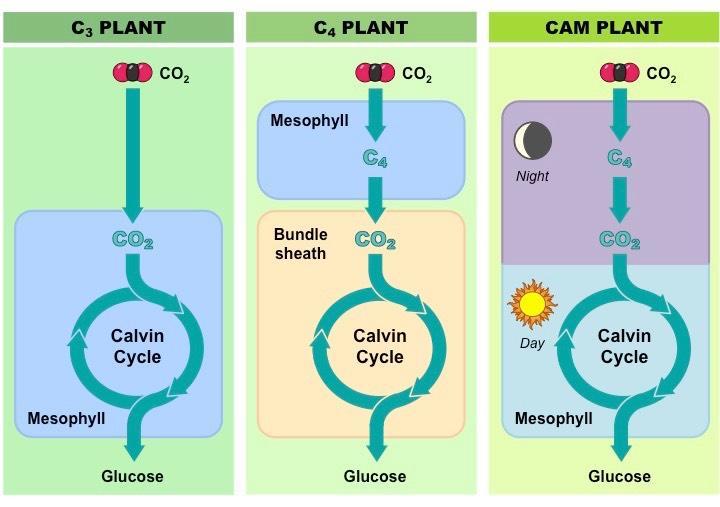 CAM, C3, C4 plant cells