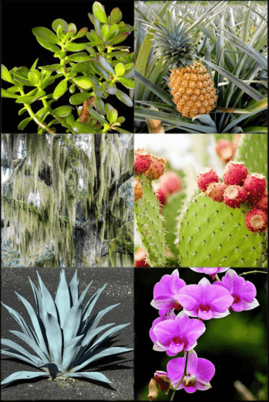 CAM plants