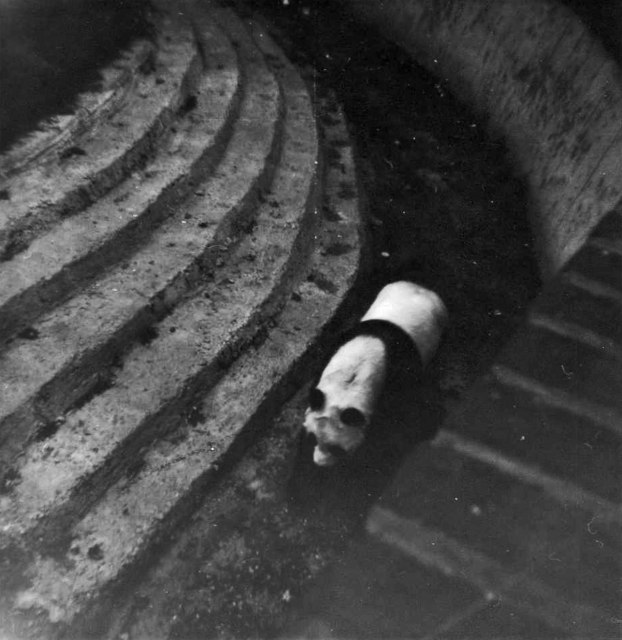 CHI-CHI PANDA