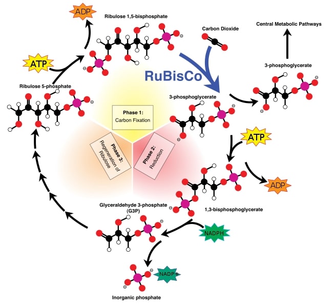 Calvin Cycle diagram