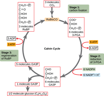 Calvin Cycle