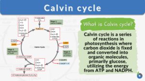 Calvin cycle definition and example