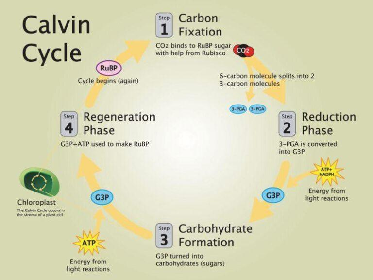 Calvin cycle steps diagram