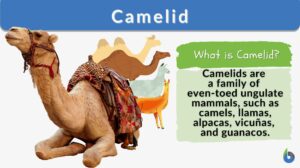Camelid definition and example