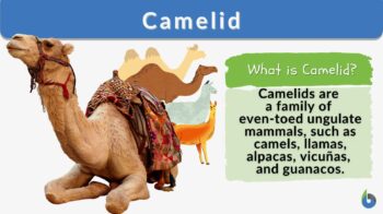 Camelid definition and example