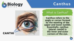 Canthus definition example