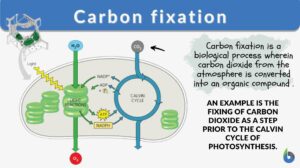 Carbon fixation definition and example