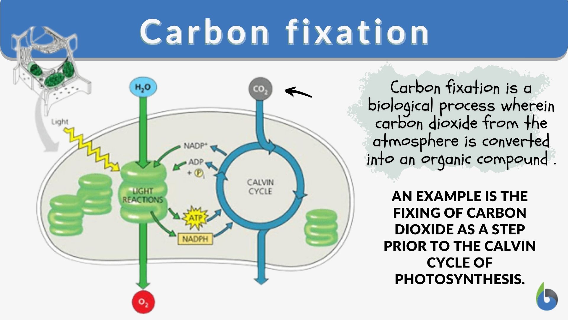 Carbon fixation - Definition and Examples - Biology Online Dictionary