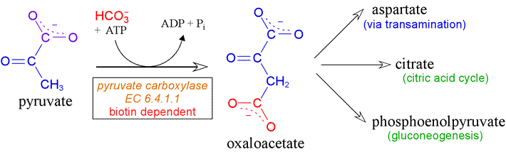 Carboxylation - from pyruvate to oxaloacetate diagram