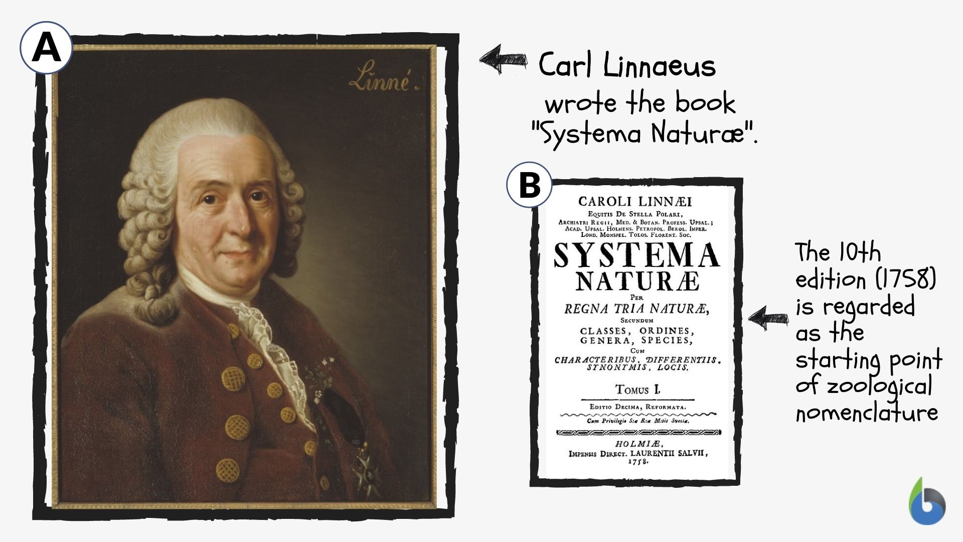 Carl Linnaeus and Systema Naturae